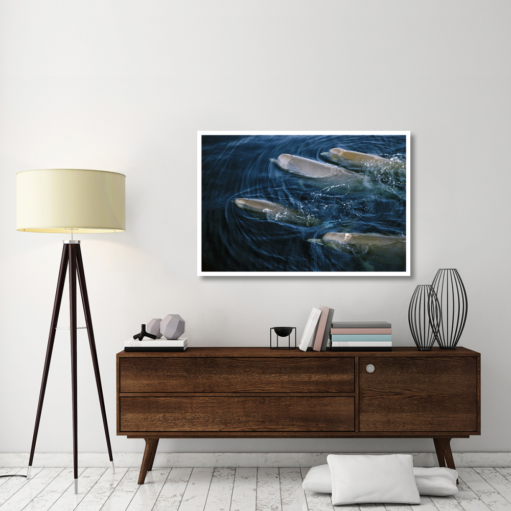 Bottlenose Whale pod surfacing, Nova Scotia, Canada-Paper Art-50&quotx34"