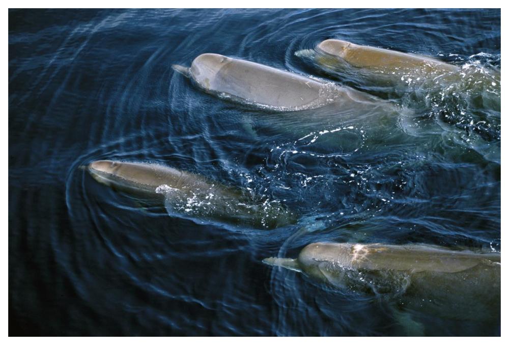 Bottlenose Whale pod surfacing, Nova Scotia, Canada-Paper Art-62"x42"
