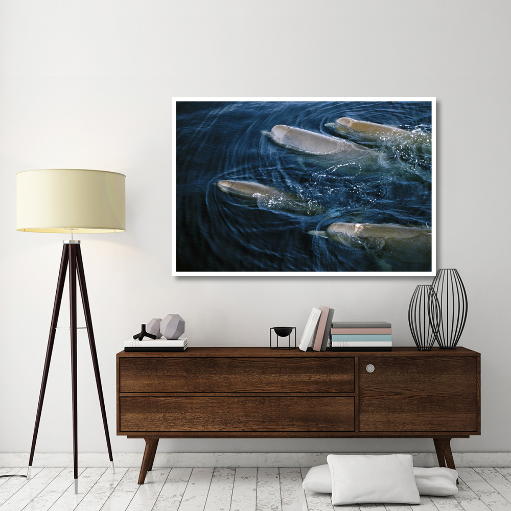 Bottlenose Whale pod surfacing, Nova Scotia, Canada-Paper Art-62&quotx42"