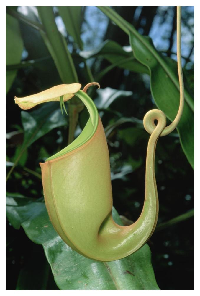 Pitcher Plant traps insects in fluid filled cup, Borneo-Paper Art-34"x50"