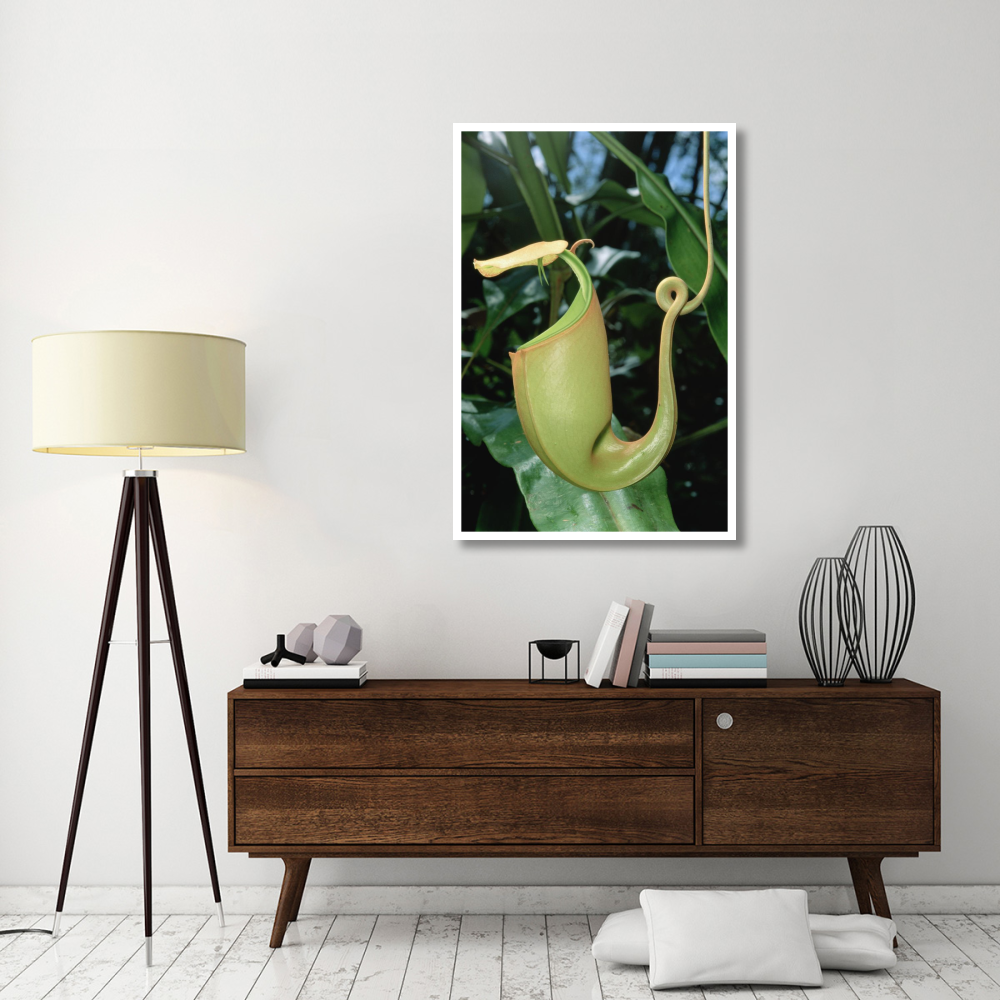 Pitcher Plant traps insects in fluid filled cup, Borneo-Paper Art-34&quotx50"