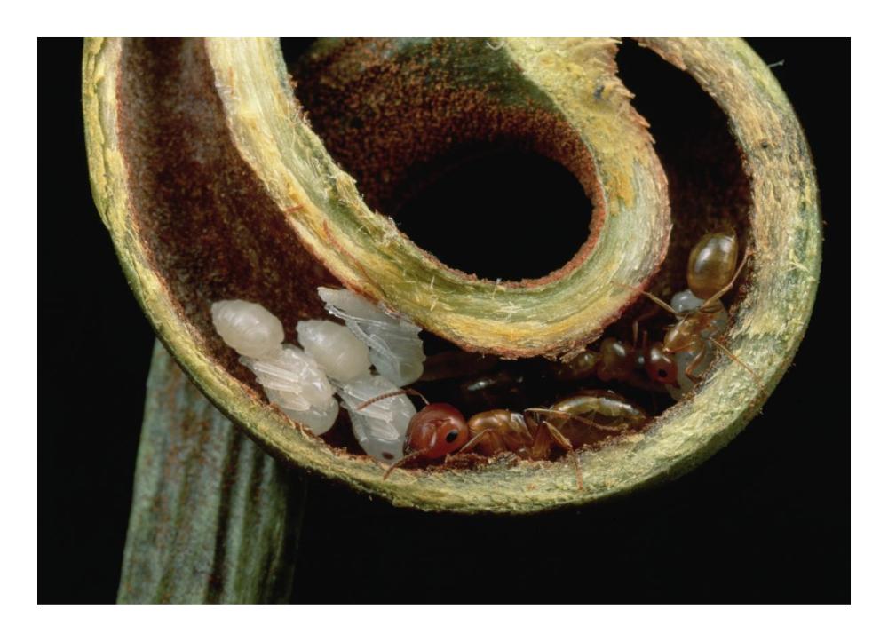 Carpenter Ants and pupae nest safely in tendril of carnivorous pitcher plant, Borneo-Paper Art-24"x17.4"