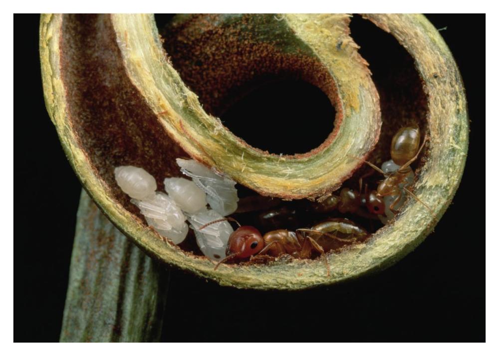 Carpenter Ants and pupae nest safely in tendril of carnivorous pitcher plant, Borneo-Paper Art-38"x27.2"