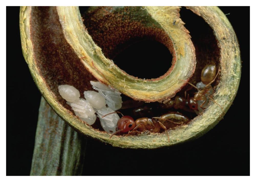 Carpenter Ants and pupae nest safely in tendril of carnivorous pitcher plant, Borneo-Paper Art-42"x30"