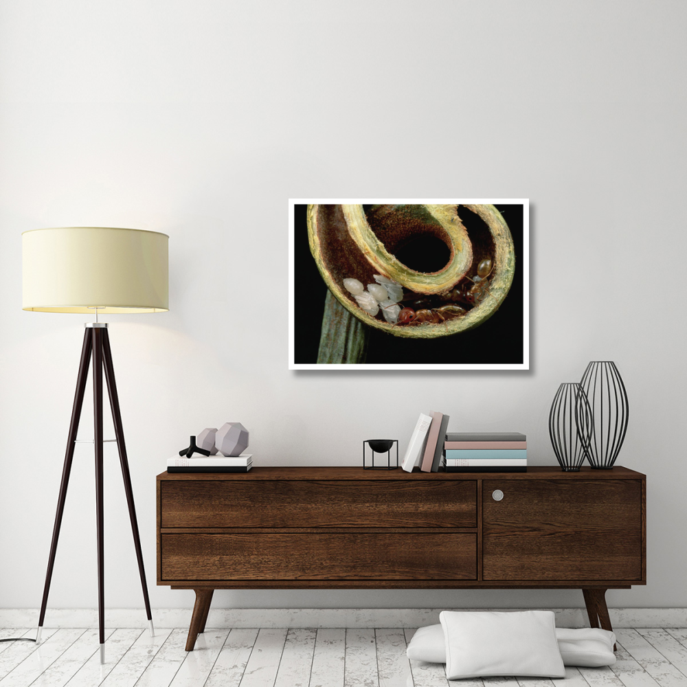Carpenter Ants and pupae nest safely in tendril of carnivorous pitcher plant, Borneo-Paper Art-42&quotx30"