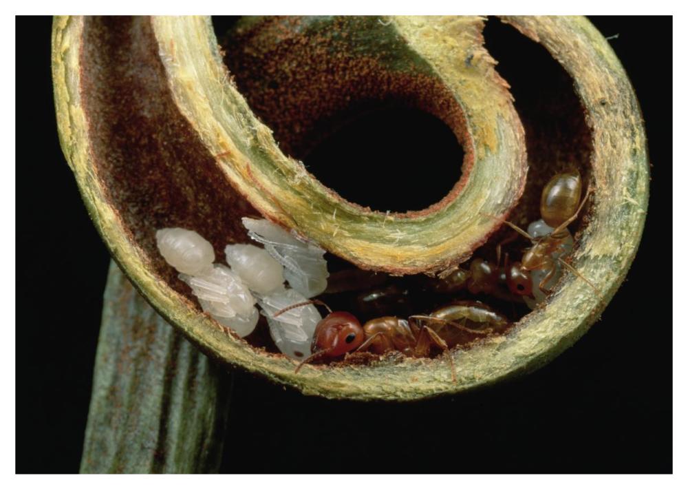 Carpenter Ants and pupae nest safely in tendril of carnivorous pitcher plant, Borneo-Paper Art-46"x32.8"