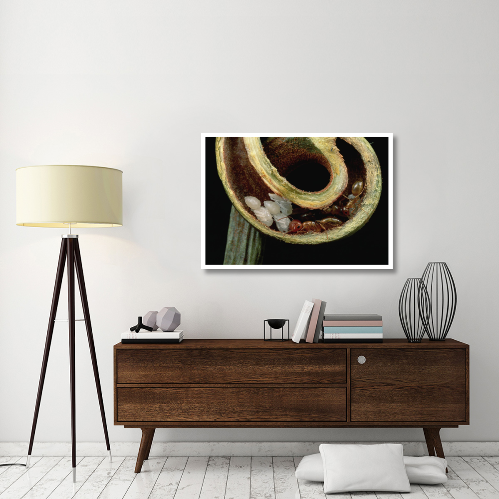 Carpenter Ants and pupae nest safely in tendril of carnivorous pitcher plant, Borneo-Paper Art-46&quotx32.8"
