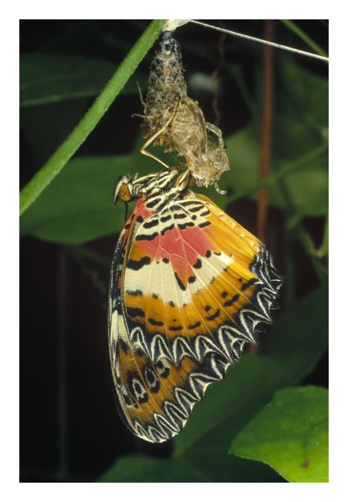 Malay Lacewing butterfly emerging from cocoon, Malaysia-Paper Art-18"x26"