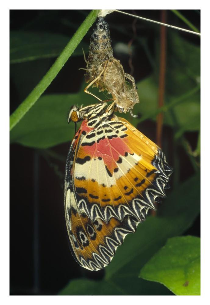 Malay Lacewing butterfly emerging from cocoon, Malaysia-Paper Art-22"x32"