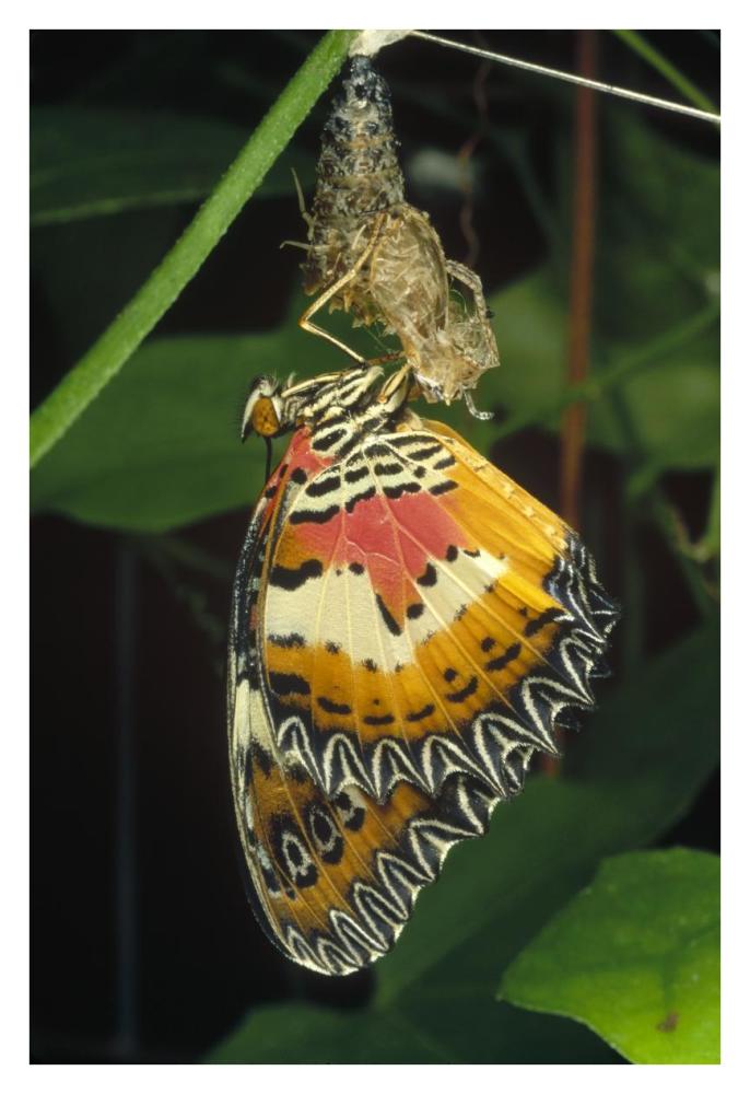 Malay Lacewing butterfly emerging from cocoon, Malaysia-Paper Art-26"x38"