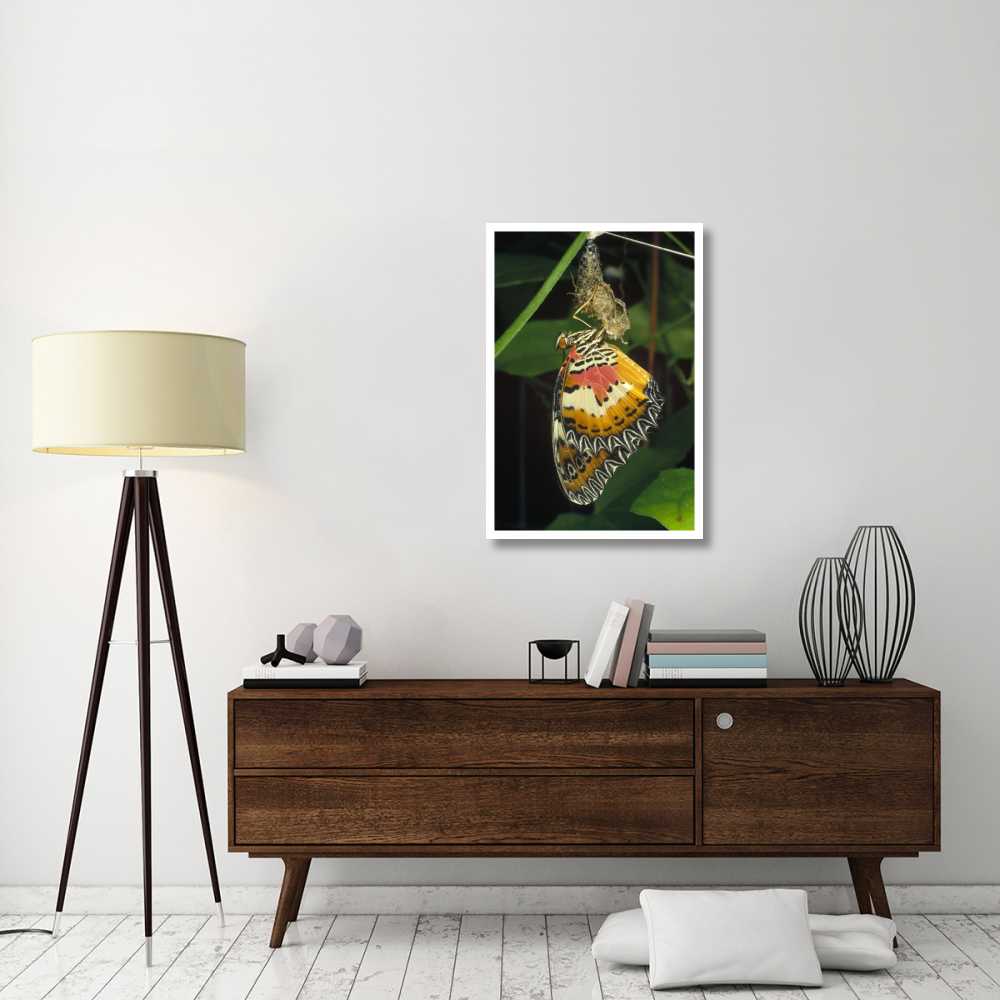 Malay Lacewing butterfly emerging from cocoon, Malaysia-Paper Art-26&quotx38"