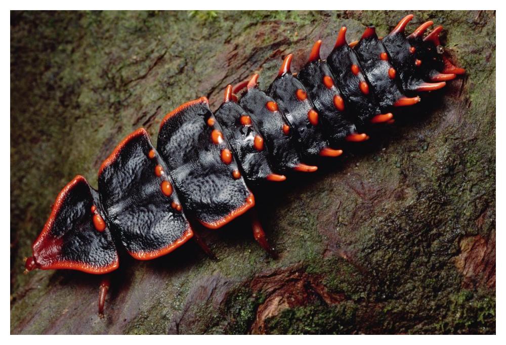 Net-winged Beetle , Borneo-Paper Art-50"x34"