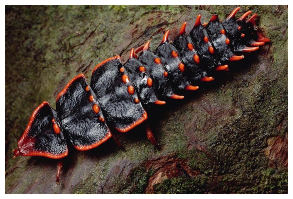 Net-winged Beetle , Borneo-Paper Art-62"x42"