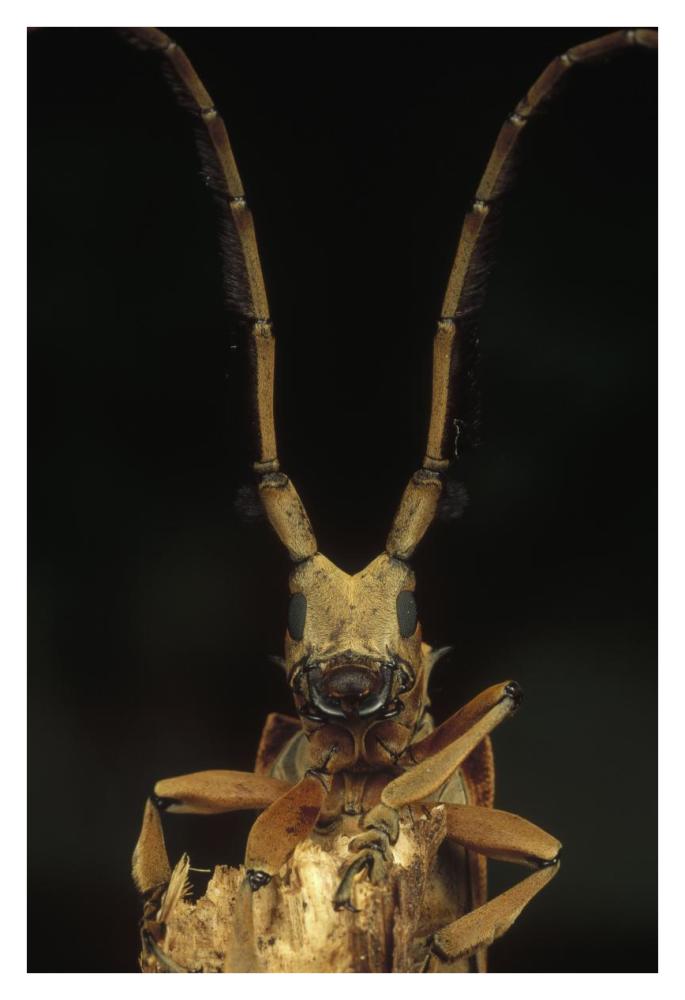 Long Horn Beetle portrait, antennae length may exceed body length, Asia-Paper Art-26"x38"