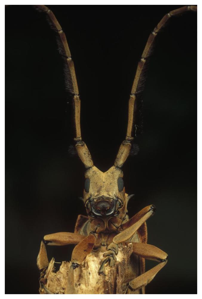 Long Horn Beetle portrait, antennae length may exceed body length, Asia-Paper Art-42"x62"