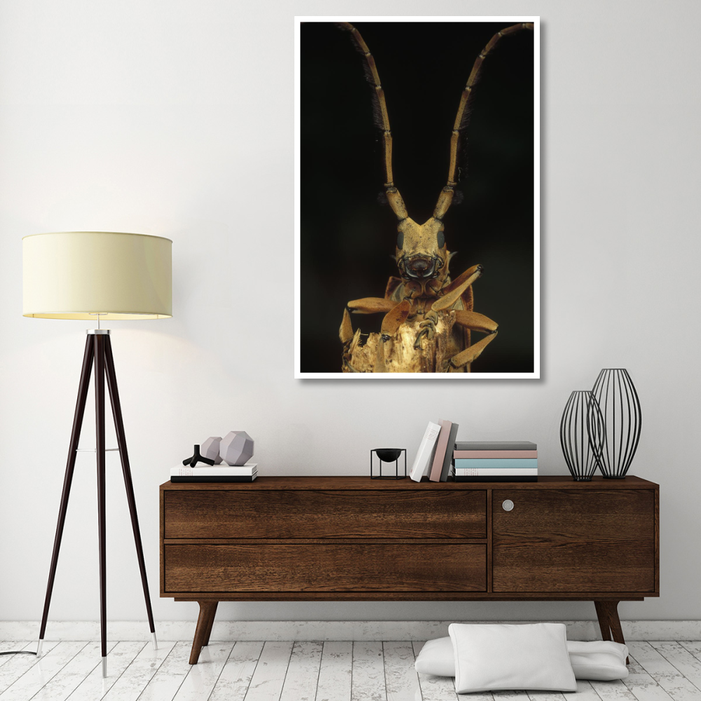 Long Horn Beetle portrait, antennae length may exceed body length, Asia-Paper Art-42&quotx62"