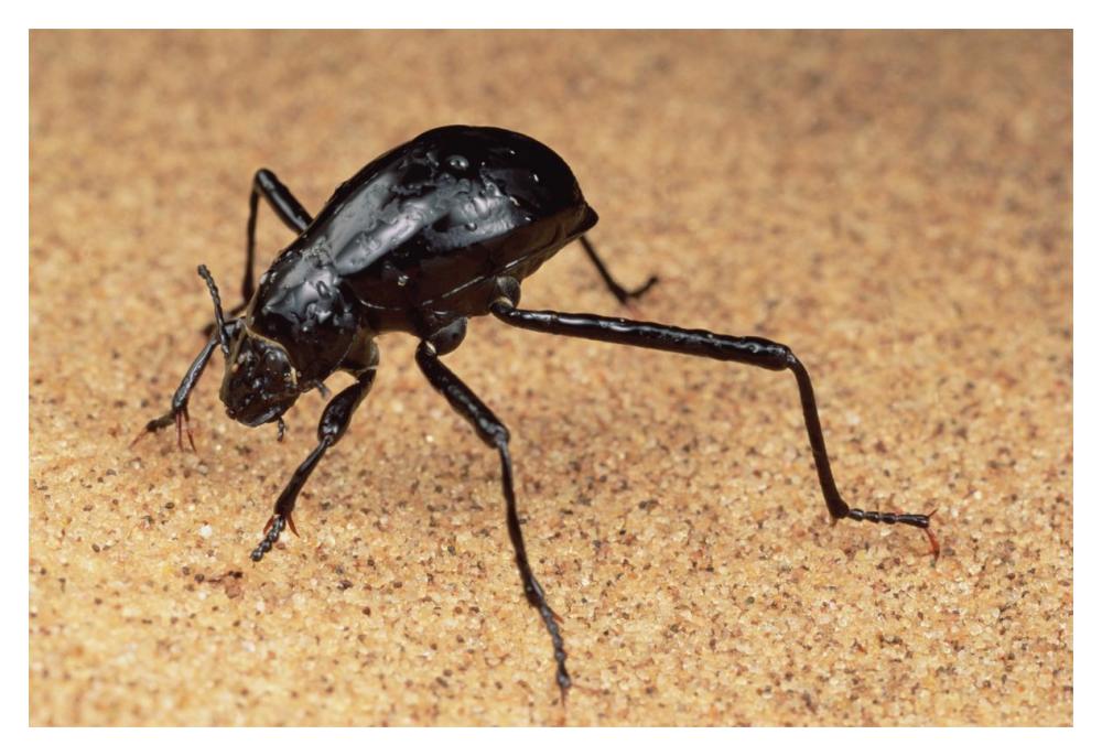 Darkling Beetle bends down to drink dew collected on its back, Namib Desert-Paper Art-20"x14"