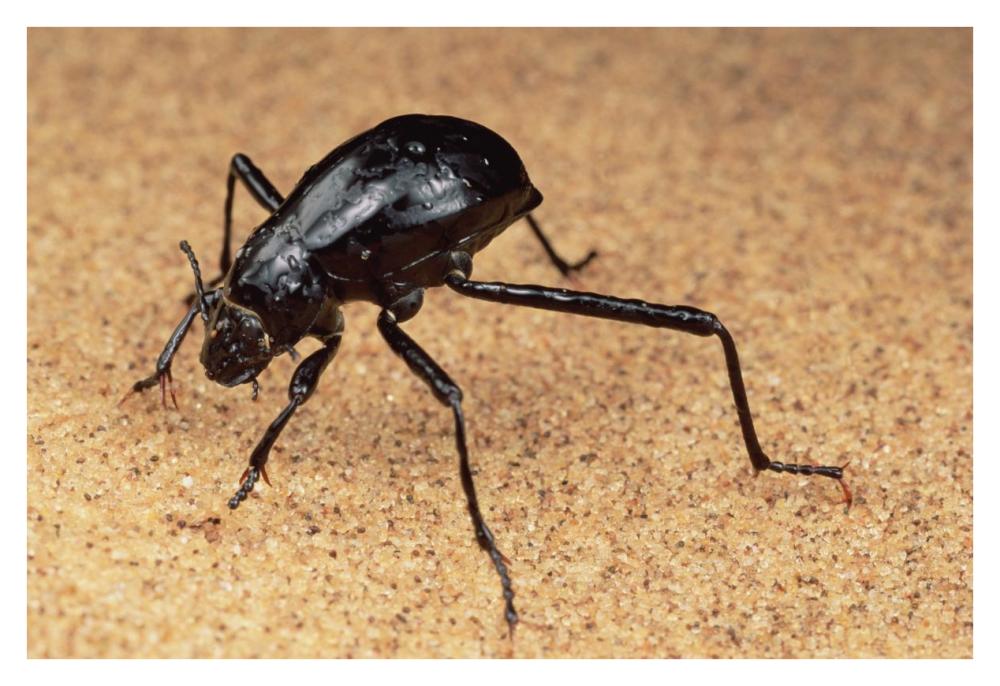 Darkling Beetle bends down to drink dew collected on its back, Namib Desert-Paper Art-38"x26"