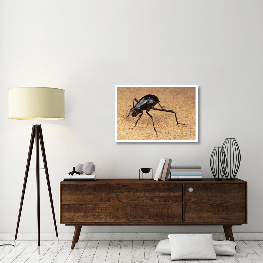 Darkling Beetle bends down to drink dew collected on its back, Namib Desert-Paper Art-38&quotx26"