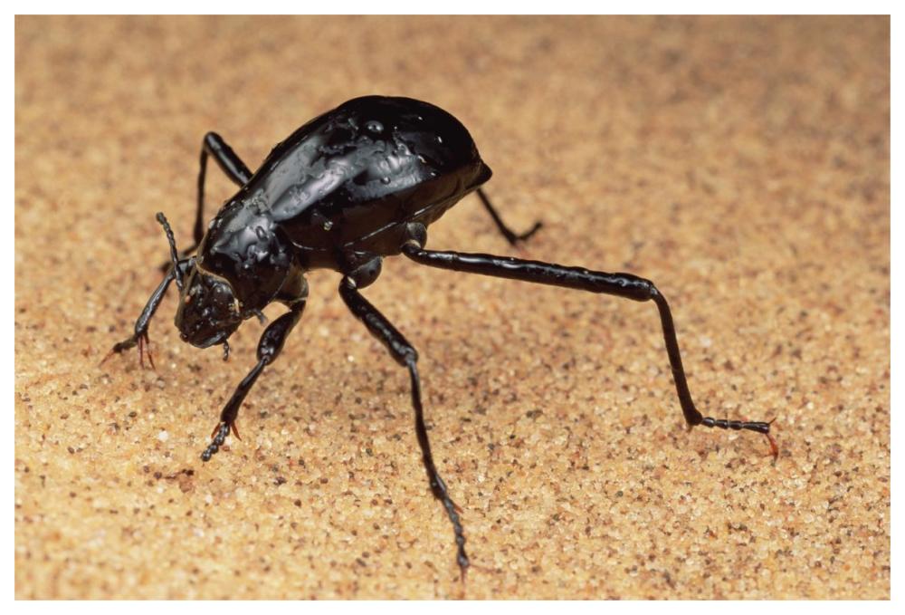 Darkling Beetle bends down to drink dew collected on its back, Namib Desert-Paper Art-62"x42"