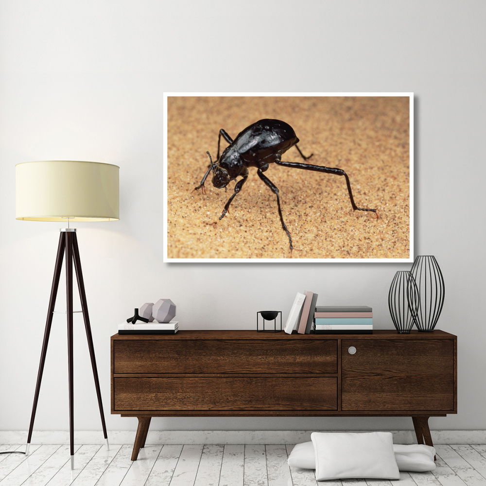 Darkling Beetle bends down to drink dew collected on its back, Namib Desert-Paper Art-62&quotx42"