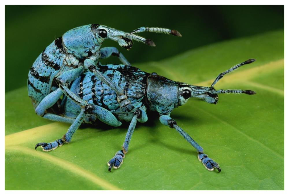 True Weevil pair mating, Hala, Papua New Guinea-Paper Art-62"x42"