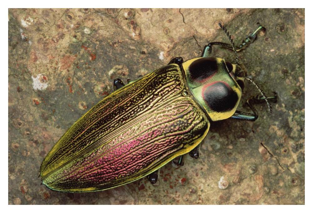 Metallic Wood-boring Beetle-Paper Art-20"x14"