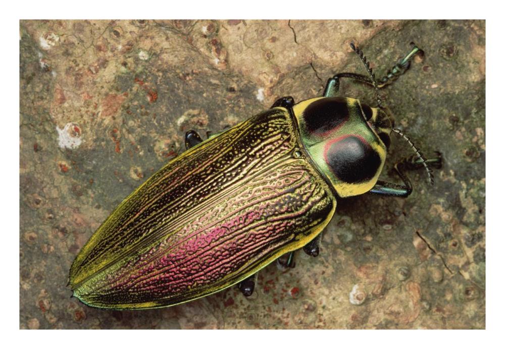 Metallic Wood-boring Beetle-Paper Art-26"x18"