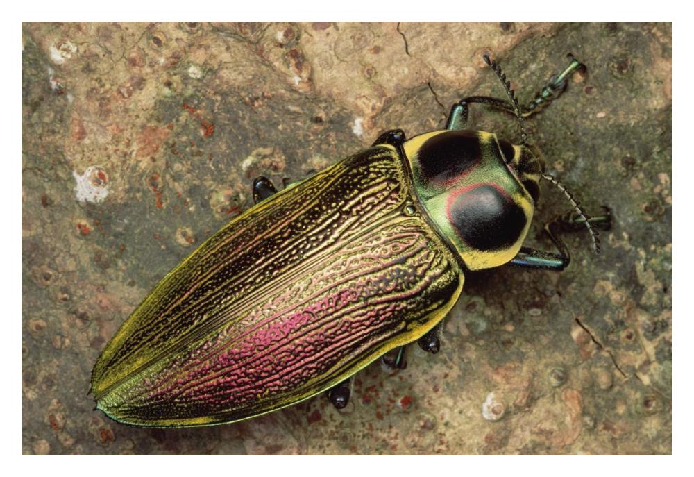Metallic Wood-boring Beetle-Paper Art-32"x22"
