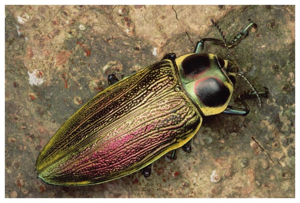 Metallic Wood-boring Beetle-Paper Art-62"x42"