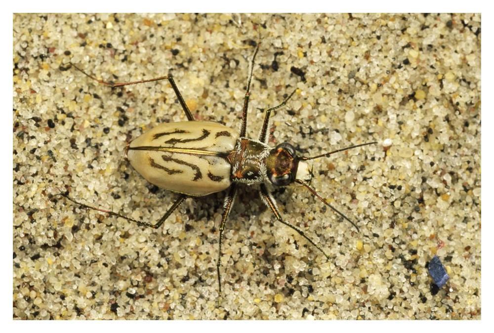 Northern Beach Tiger Beetle, Martha's Vineyard, Massachusetts-Paper Art-20"x14"