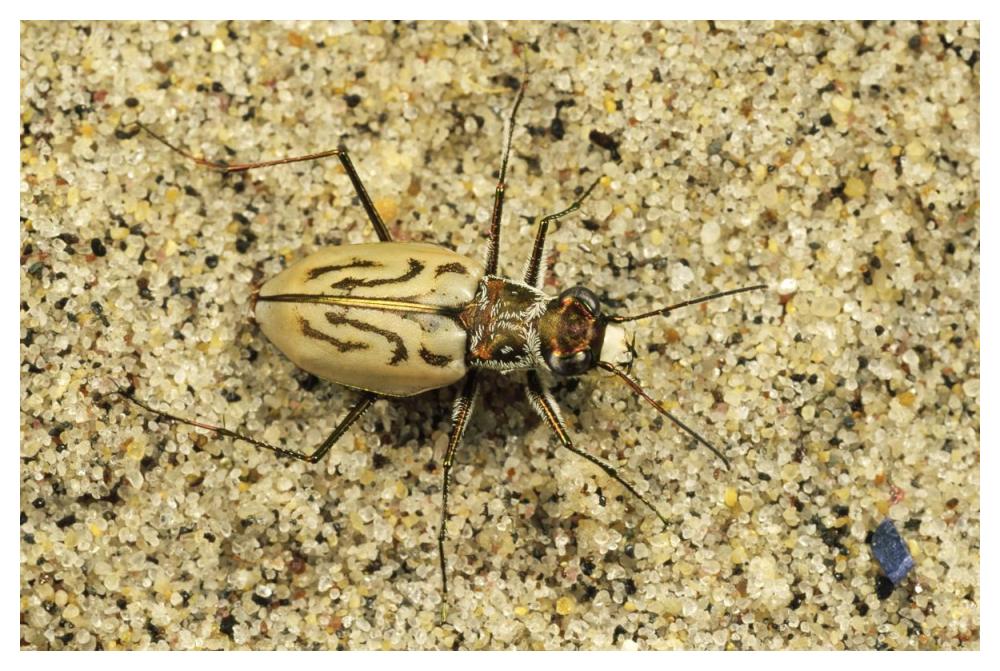 Northern Beach Tiger Beetle, Martha's Vineyard, Massachusetts-Paper Art-50"x34"