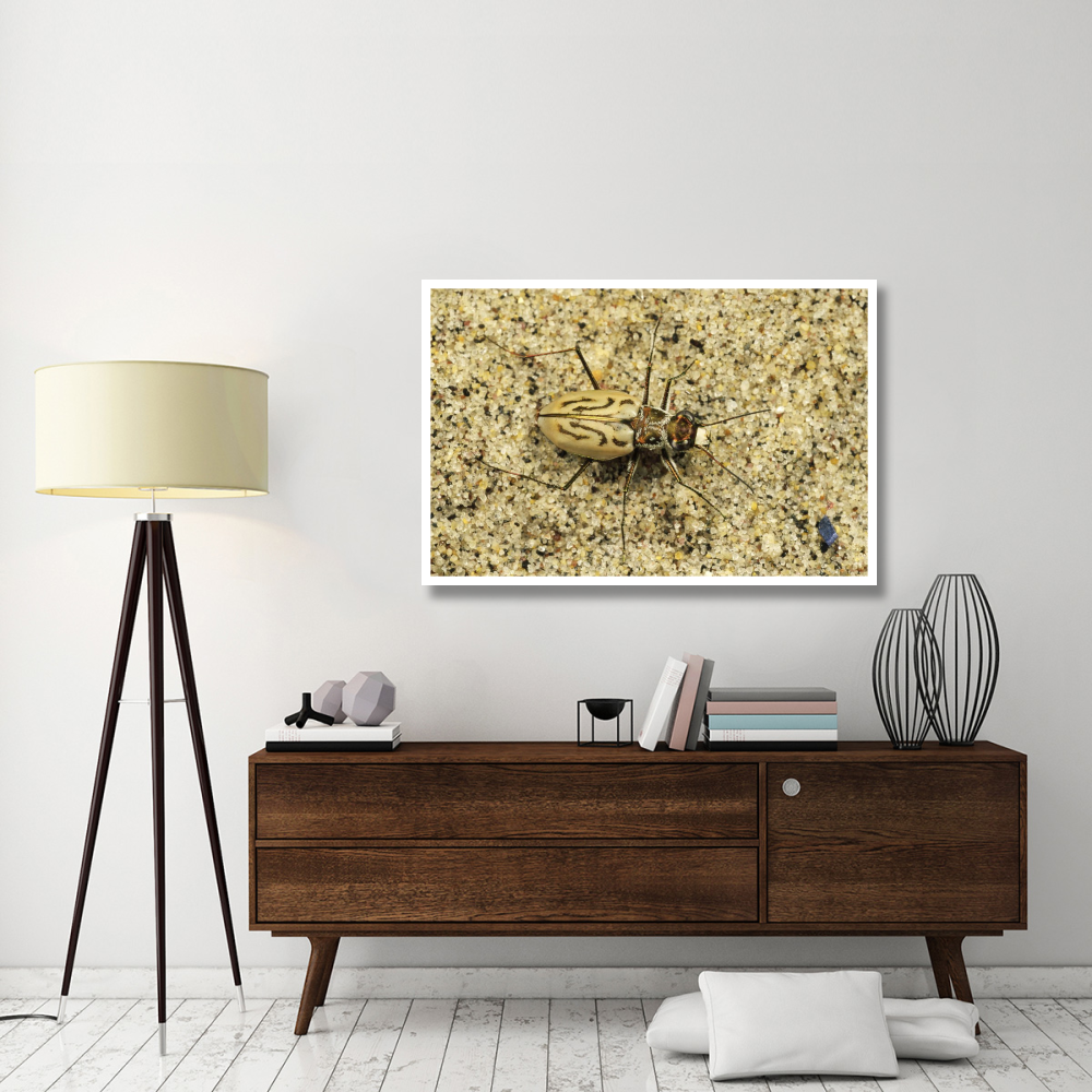 Northern Beach Tiger Beetle, Martha's Vineyard, Massachusetts-Paper Art-50&quotx34"