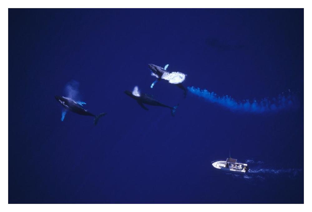 Humpback Whale contesting for female, Maui, Hawaii-Paper Art-20"x14"