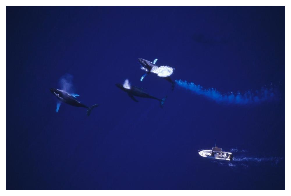 Humpback Whale contesting for female, Maui, Hawaii-Paper Art-50"x34"