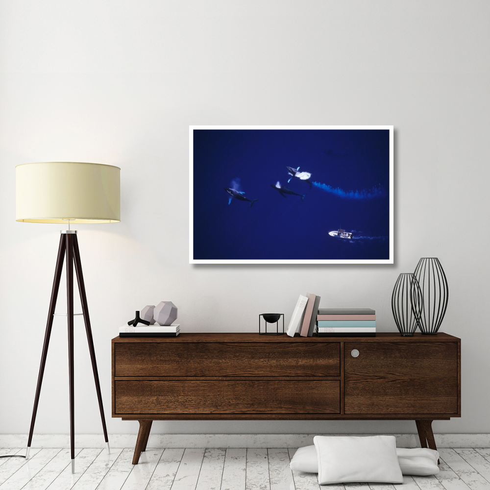Humpback Whale contesting for female, Maui, Hawaii-Paper Art-50&quotx34"