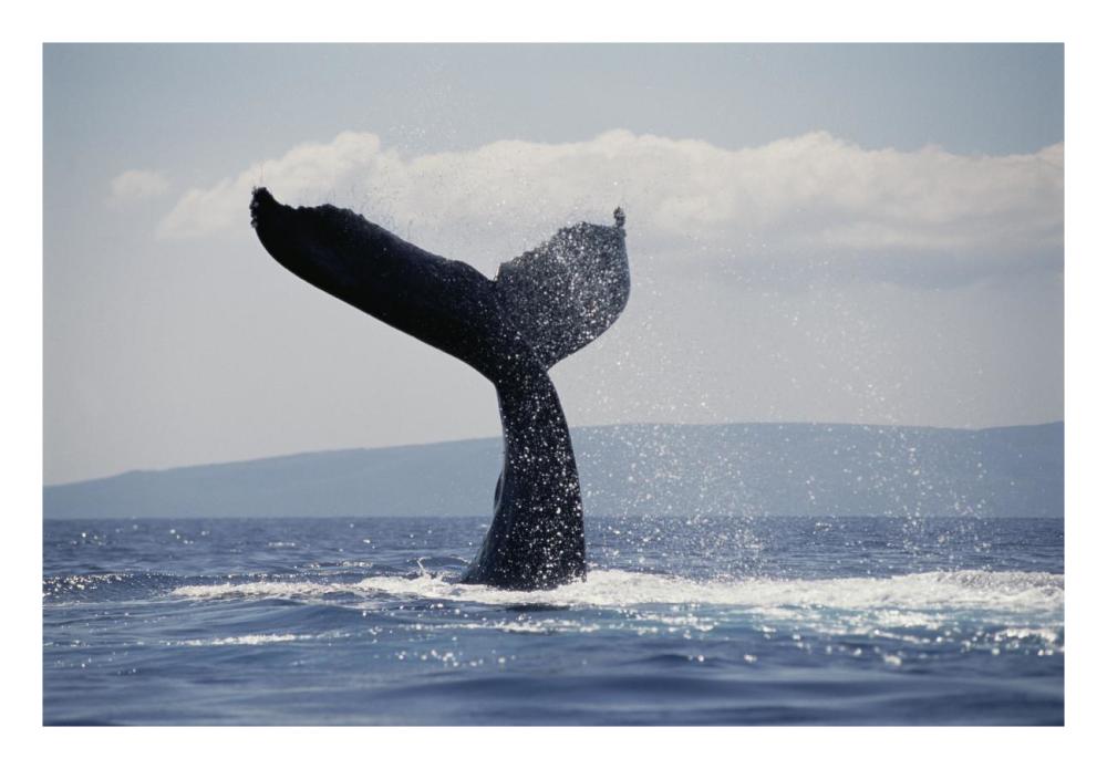 Humpback Whale tail lobs, Maui, Hawaii-Paper Art-26"x18"