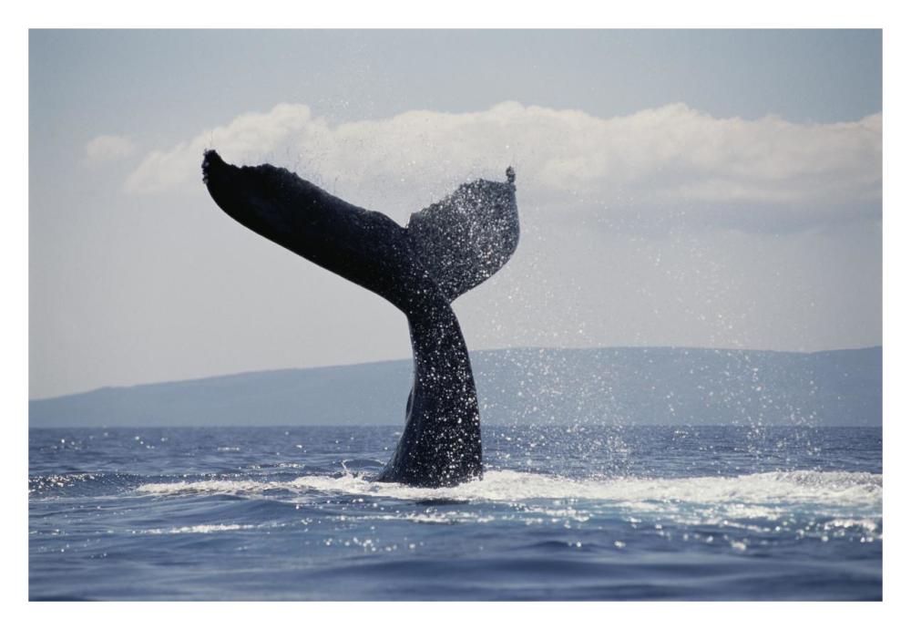 Humpback Whale tail lobs, Maui, Hawaii-Paper Art-32"x22"
