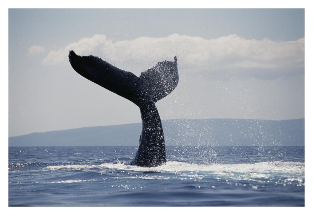 Humpback Whale tail lobs, Maui, Hawaii-Paper Art-38"x26"