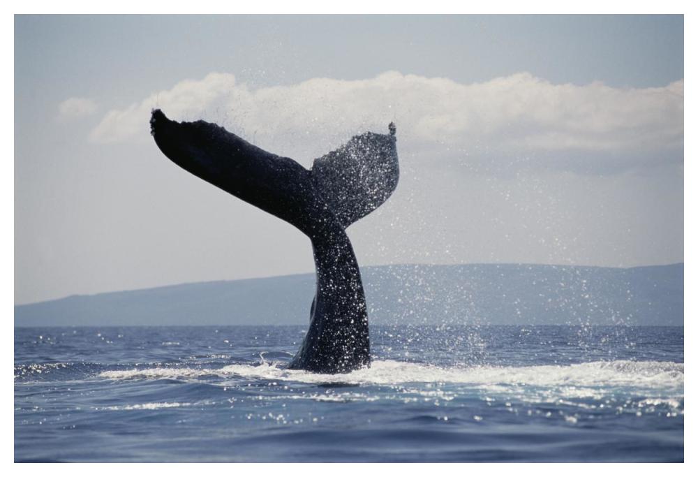 Humpback Whale tail lobs, Maui, Hawaii-Paper Art-50"x34"