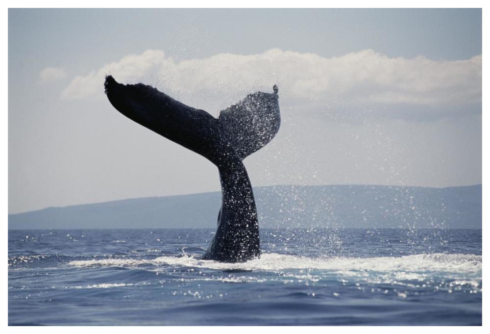 Humpback Whale tail lobs, Maui, Hawaii-Paper Art-62"x42"