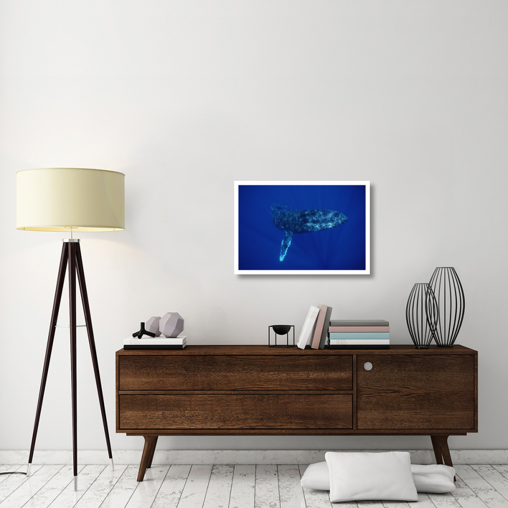 Humpback Whale, Maui, Hawaii-Paper Art-32&quotx22"
