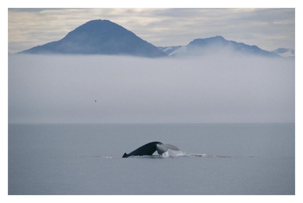 Humpback Whale tail, Southeast Alaska-Paper Art-20"x14"