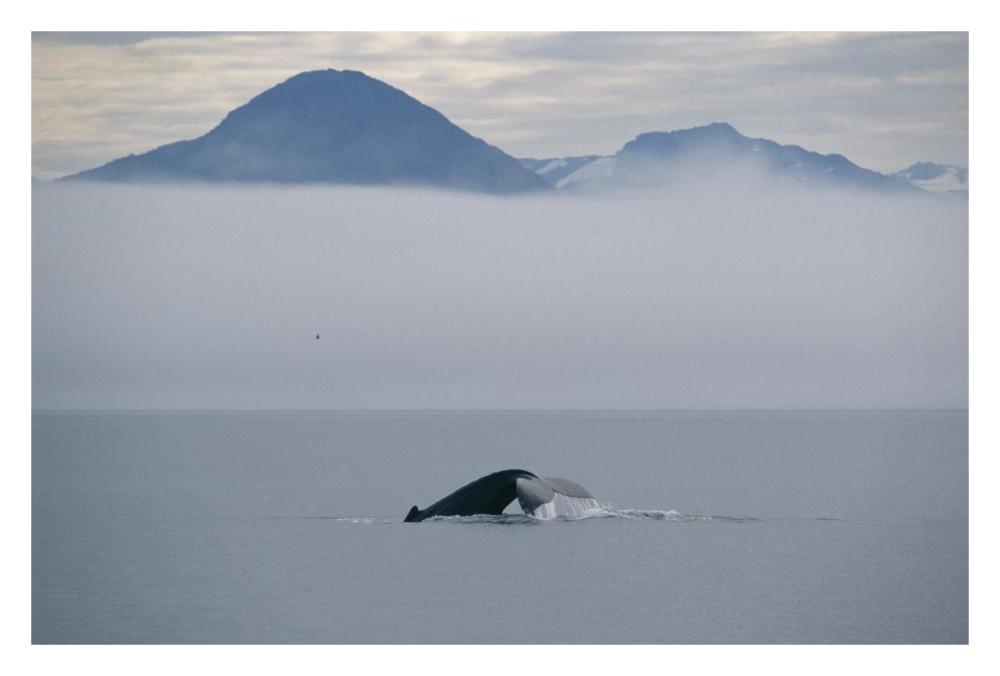 Humpback Whale tail, Southeast Alaska-Paper Art-32"x22"
