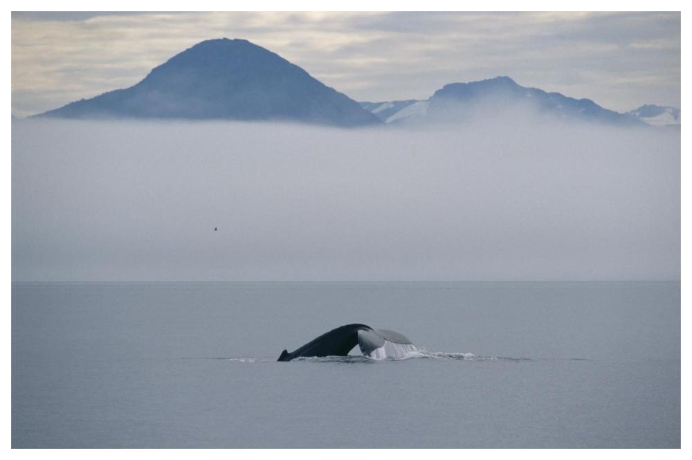 Humpback Whale tail, Southeast Alaska-Paper Art-62"x42"