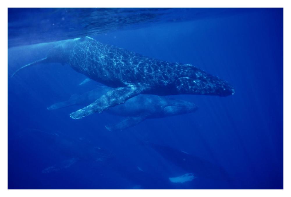 Humpback Whale traveling group of over 30 whales, Maui, Hawaii-Paper Art-20"x14"