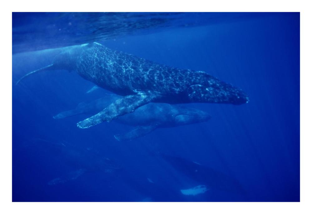 Humpback Whale traveling group of over 30 whales, Maui, Hawaii-Paper Art-26"x18"