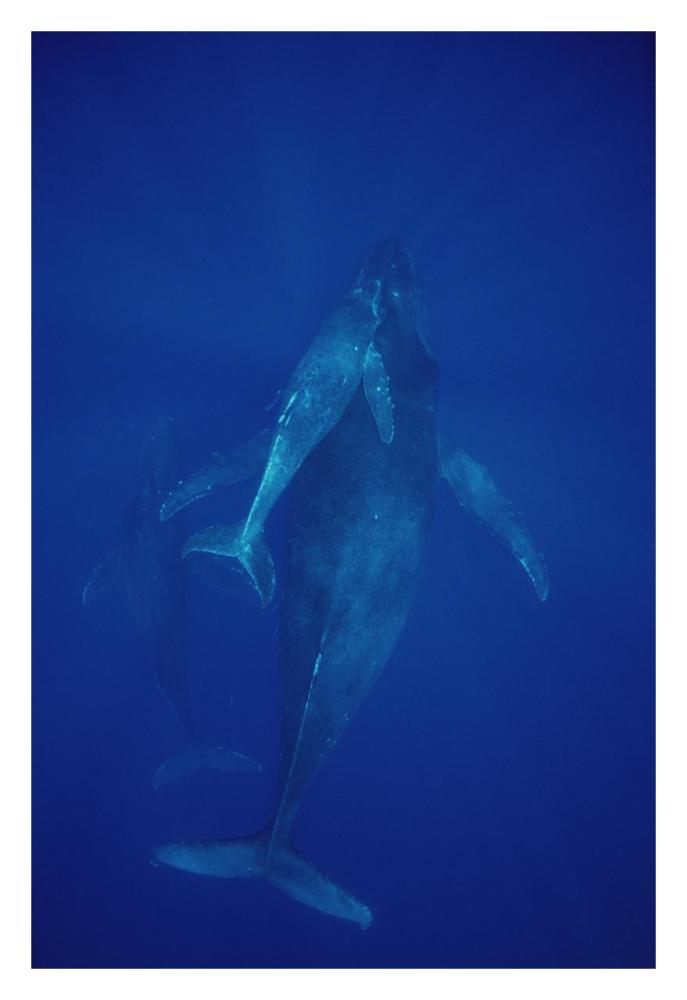 Humpback Whale cow, calf and escort, Maui, Hawaii-Paper Art-22"x32"