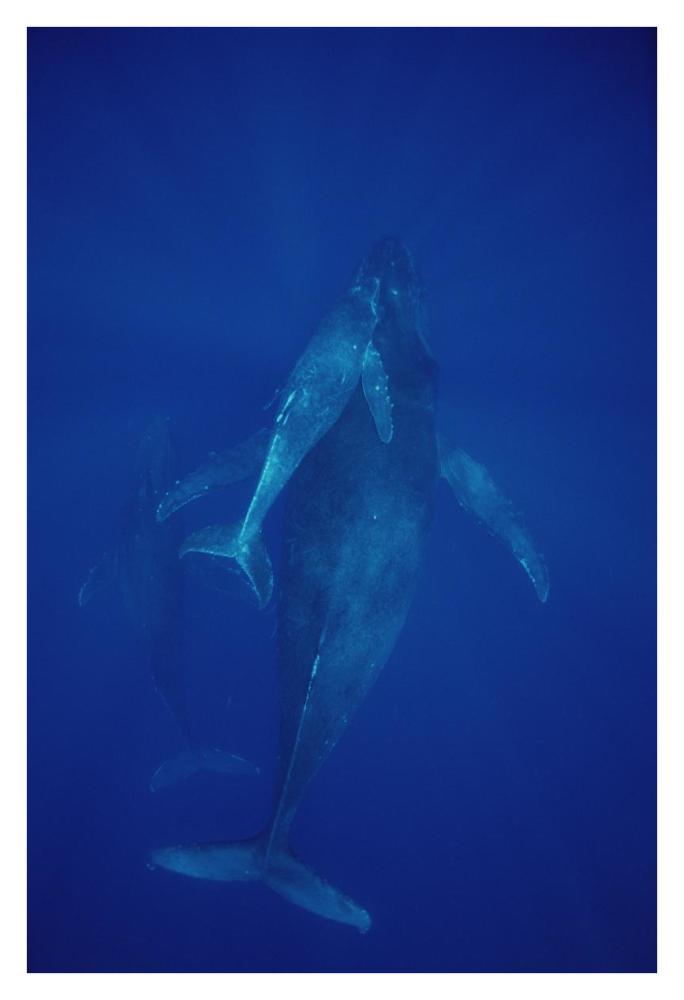 Humpback Whale cow, calf and escort, Maui, Hawaii-Paper Art-26"x38"