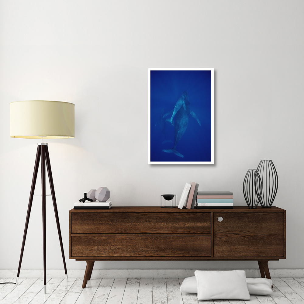 Humpback Whale cow, calf and escort, Maui, Hawaii-Paper Art-26&quotx38"